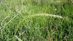 Elymus uralensis