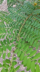 Robinia pseudoacacia