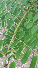 Robinia pseudoacacia