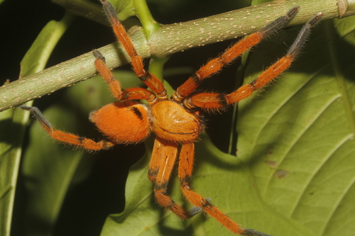 Orange huntsman spider