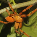 Orange Huntsman Spider - Photo (c) Juan Cruzado Cortés, some rights reserved (CC BY-SA), uploaded by Juan Cruzado Cortés