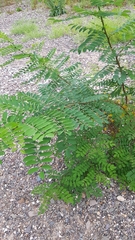 Robinia pseudoacacia