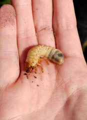 Melolontha melolontha