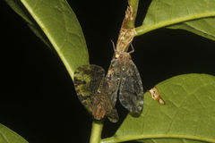 Nogodinidae