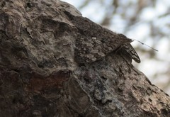 Hamadryas amphichloe