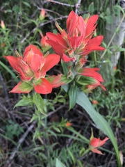 Castilleja nelsonii