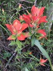 Castilleja nelsonii
