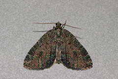 Austrocidaria callichlora