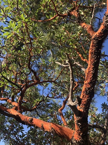 Arizona madrone