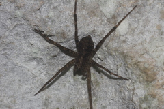 Acanthoctenus