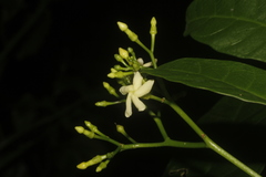 Tabernaemontana alba