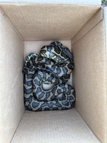 Coastal Carpet Python sighting