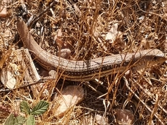 Eumeces schneiderii
