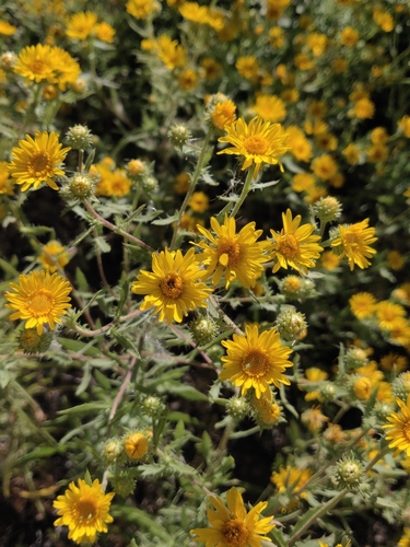 viscid tansyaster (Rayjacksonia annua)