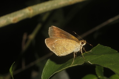 Synapte pecta