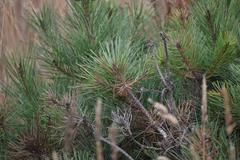 Pinus muricata