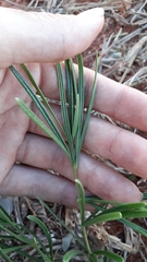 Anemopaegma arvense