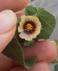 Sida urens