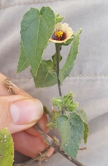 Sida urens