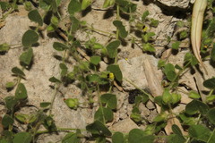 Kickxia spuria integrifolia