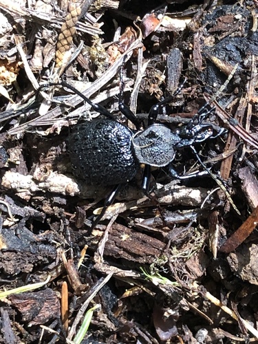 Cychrus tuberculatus photo 2