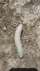 Marumba quercus