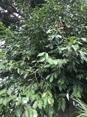 Magnoliopsida
