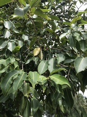 Magnoliopsida