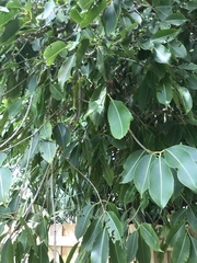 Magnoliopsida