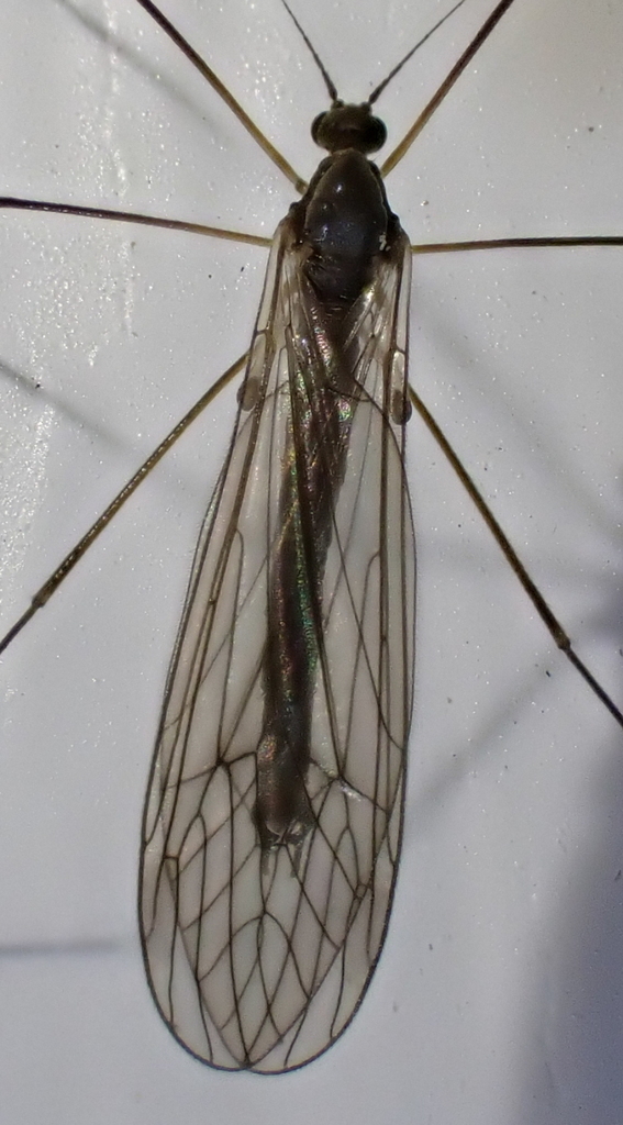 Trichocera garretti