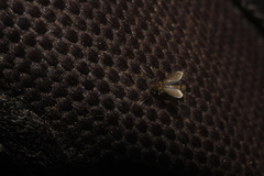 Phlebotominae