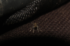 Phlebotominae
