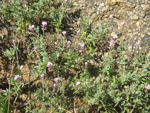 Syncolostemon elliottii image