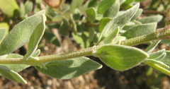 Syncolostemon elliottii image