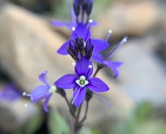 Veronica copelandii