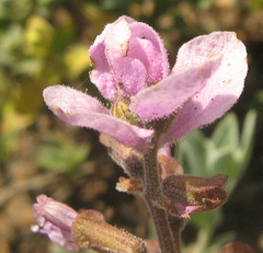 Syncolostemon elliottii image