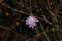 Cephalaria transsylvanica