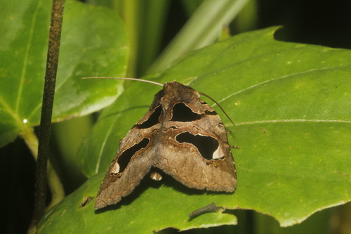 Athyrma adjutrix