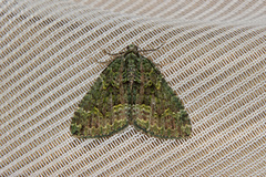 Austrocidaria callichlora