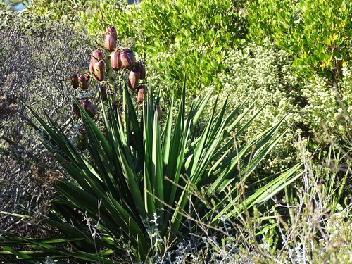 Image of Yucca aloifolia by (c) Shaun Swanepoel, some rights reserved (CC BY)