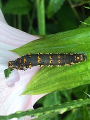 Tarache delecta