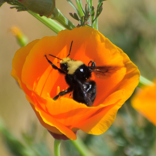 Yellow-faced bumble bee