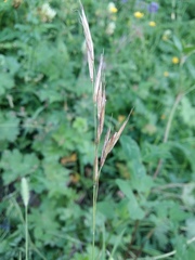 Bromus variegatus