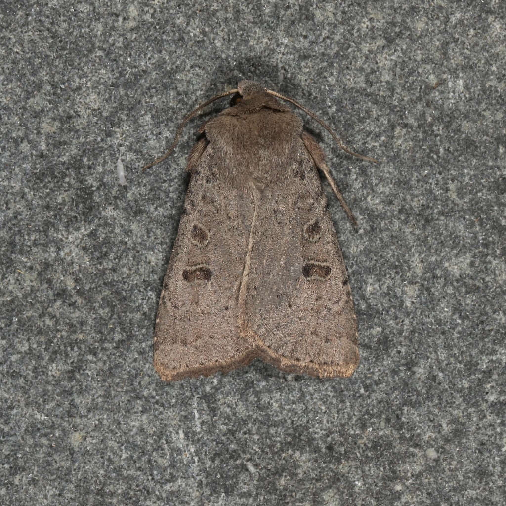 Xestia cinerascens