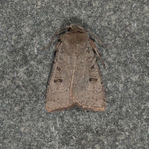 Xestia cinerascens