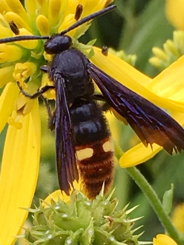 Blue-winged Scoliid Wasp