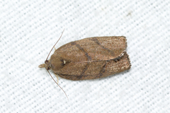 Argyrotaenia juglandana