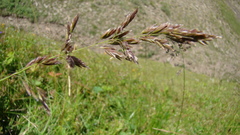 Poa longifolia