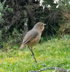 Grallaria quitensis