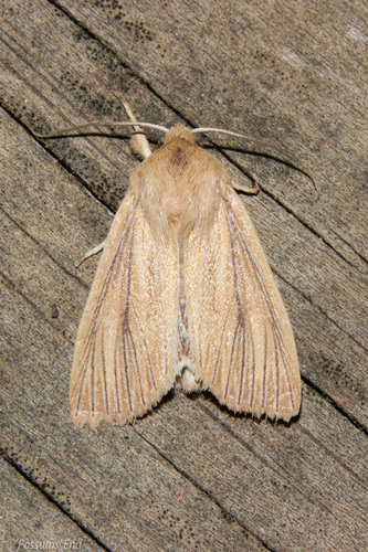 Ichneutica arotis photo 3